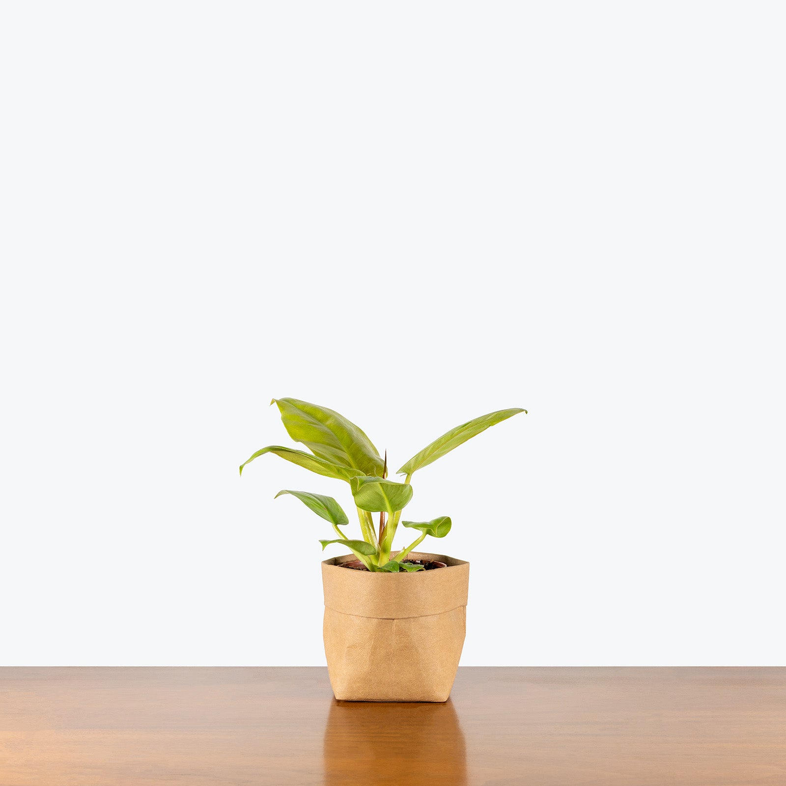 Philodendron Melinonii Ghost | Care Guide and Pro Tips - Delivery from Toronto across Canada - JOMO Studio