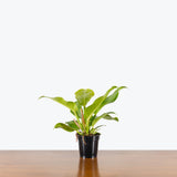 Philodendron Moonlight — 4" Pot (smaller than picture)