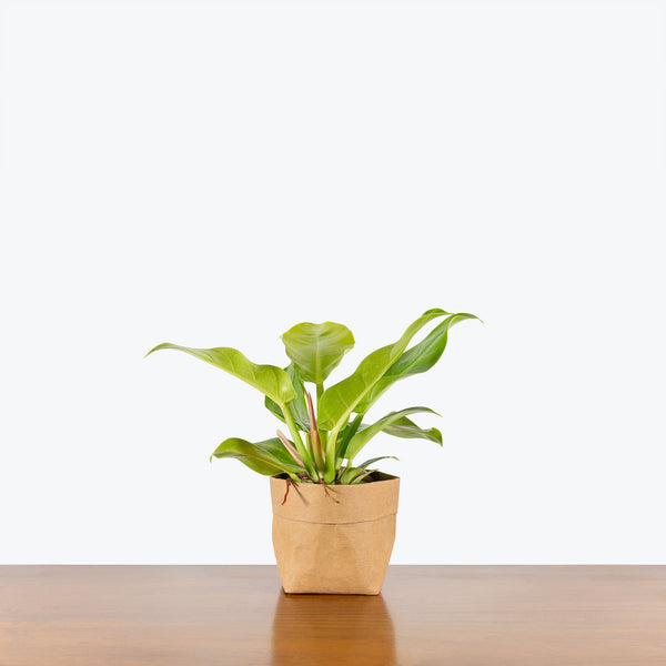 Philodendron Moonlight - House Plants Delivery Toronto