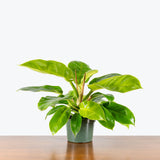 Philodendron Moonlight — 6" Pot