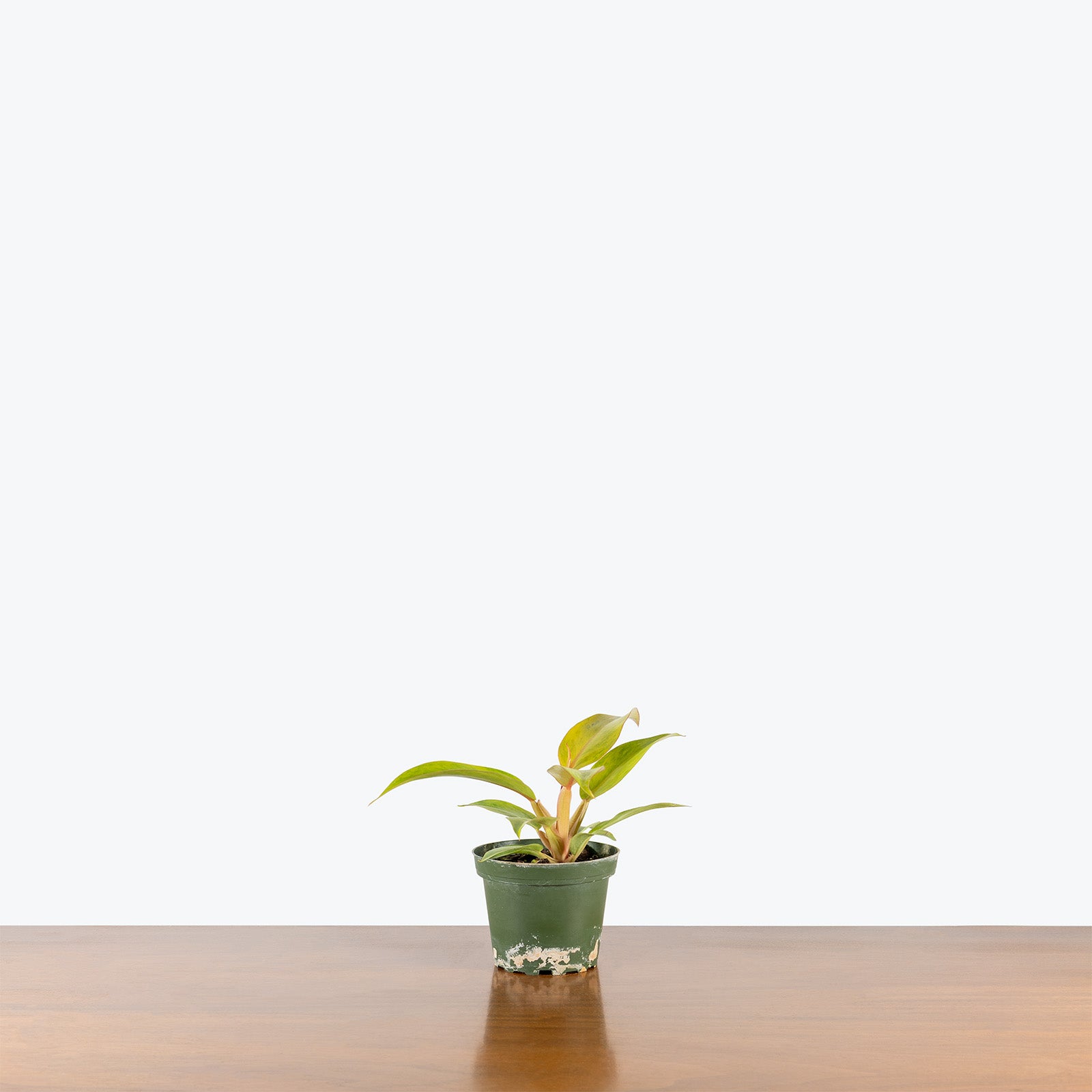 Philodendron Orange Marmalade | Care Guide and Pro Tips - Delivery from Toronto across Canada - JOMO Studio