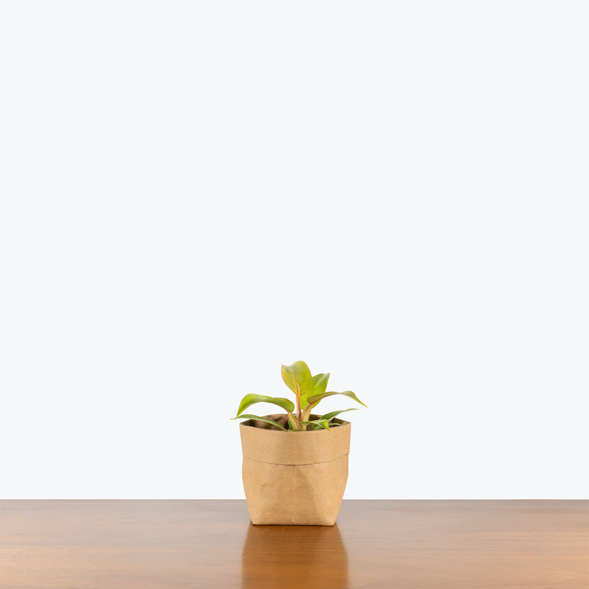 philodendron orange marmalade care Philodendron Orange Marmalade | Care Guide and Pro Tips - Delivery from  Toronto across Canada