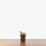 Philodendron Orange Princess — 4" Pot