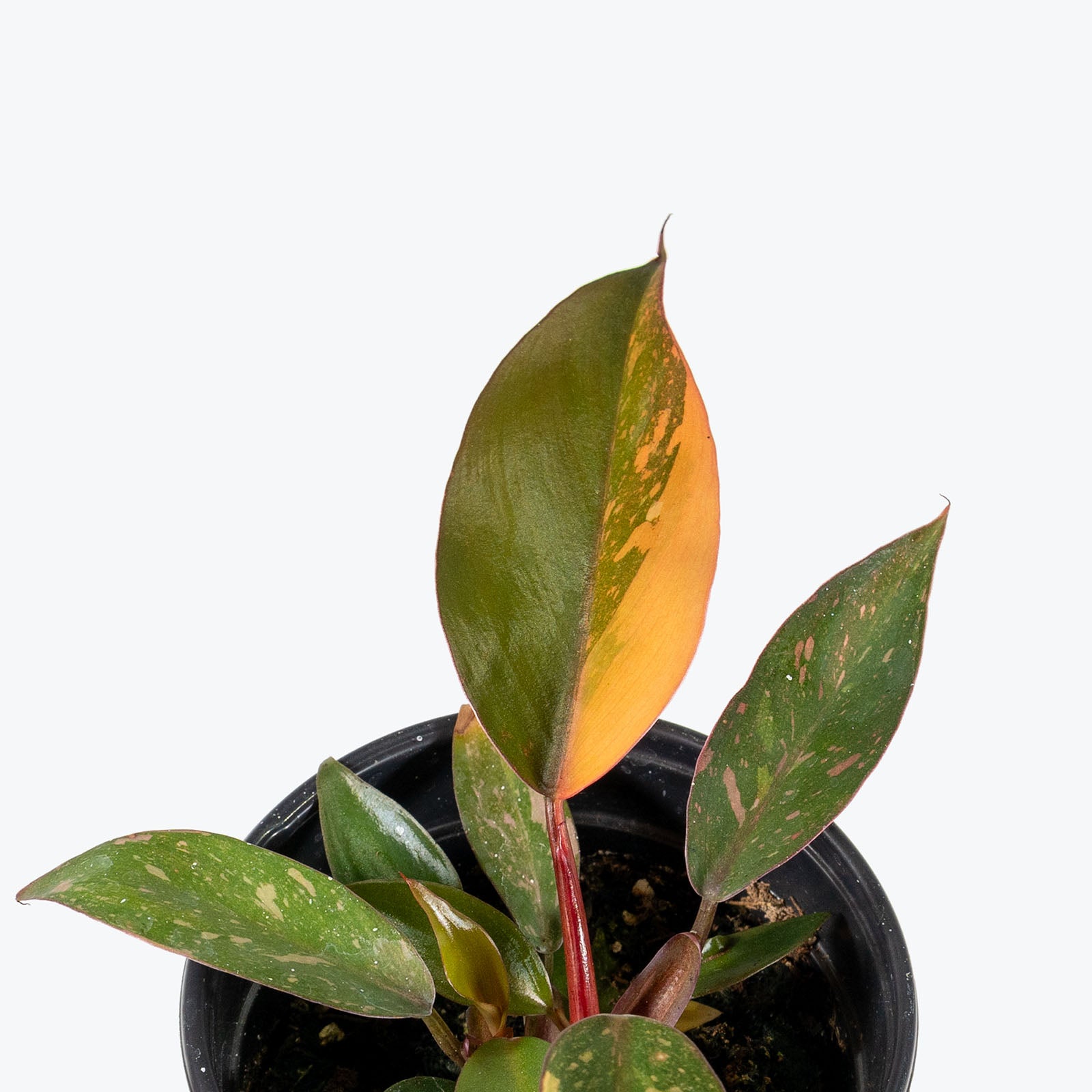 Philodendron Orange Princess | Care Guide and Pro Tips - Delivery from Toronto across Canada - JOMO Studio