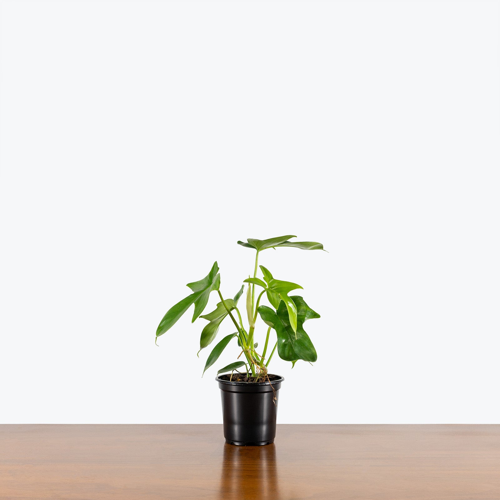 Philodendron Panduriforme - House Plants Delivery Toronto - JOMO Studio