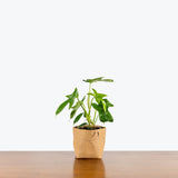 Philodendron Panduriforme - House Plants Delivery Toronto - JOMO Studio