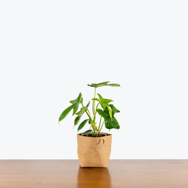 Philodendron Panduriforme - House Plants Delivery Toronto - JOMO Studio