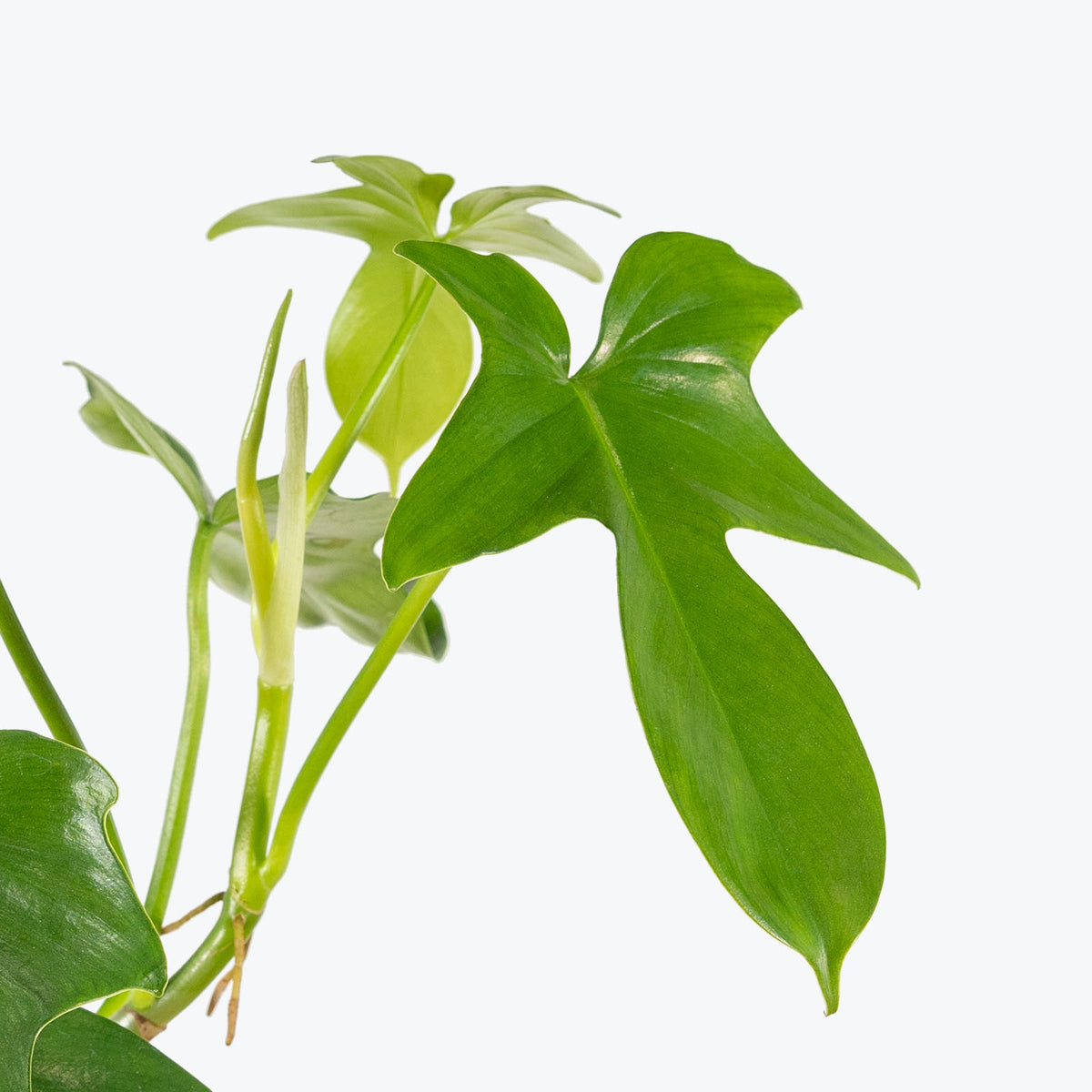 Philodendron Panduriforme - House Plants Delivery Toronto - JOMO Studio