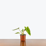 Philodendron Paraiso Verde — 4" Pot