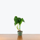 Philodendron Peltatum — 4" Pot