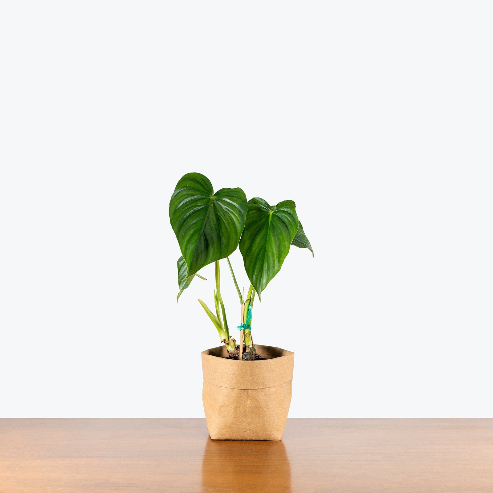 Philodendron Peltatum | Care Guide and Pro Tips - Delivery from Toronto across Canada - JOMO Studio