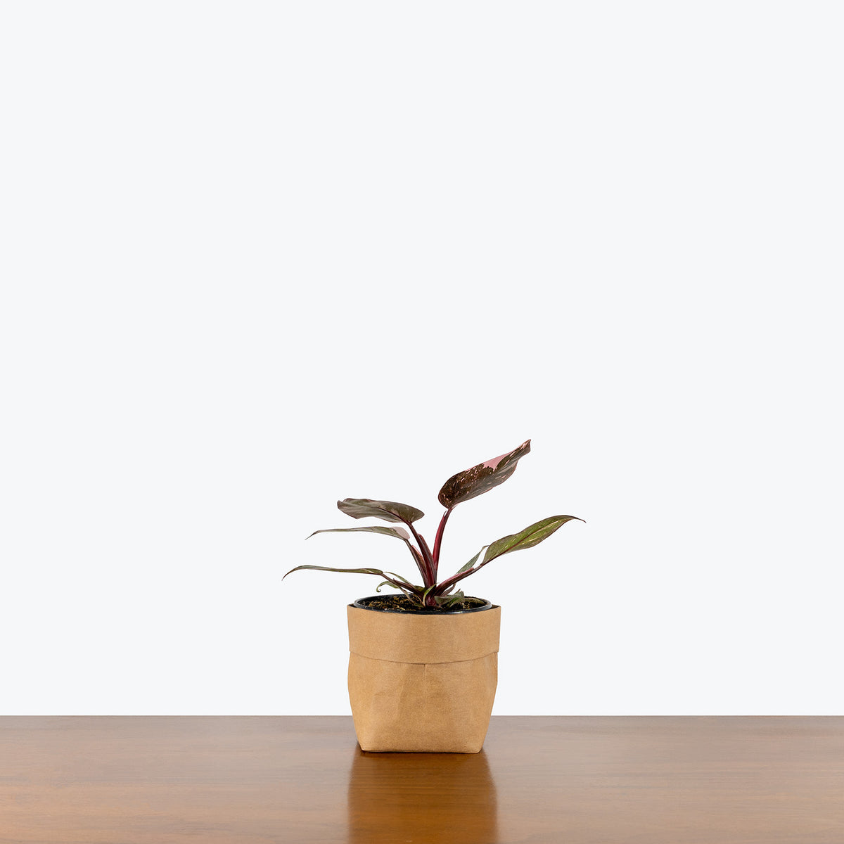 philodendron marble galaxy Philodendron Pink Princess Marble Galaxy | Care Guide and Pro Tips -  Delivery from Toronto across Canada