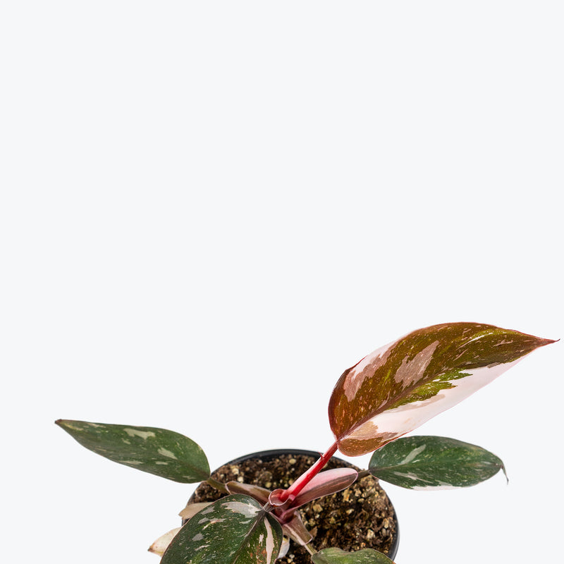 Philodendron Red Anderson | Care Guide and Pro Tips - Delivery from Toronto across Canada - JOMO Studio