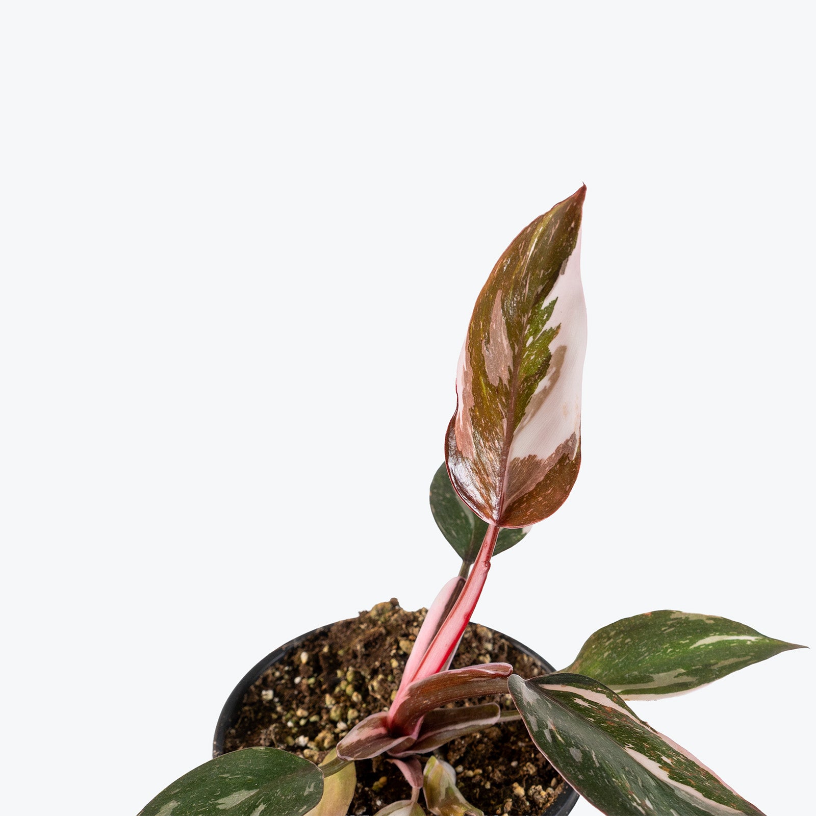 Philodendron Red Anderson | Care Guide and Pro Tips - Delivery from Toronto across Canada - JOMO Studio