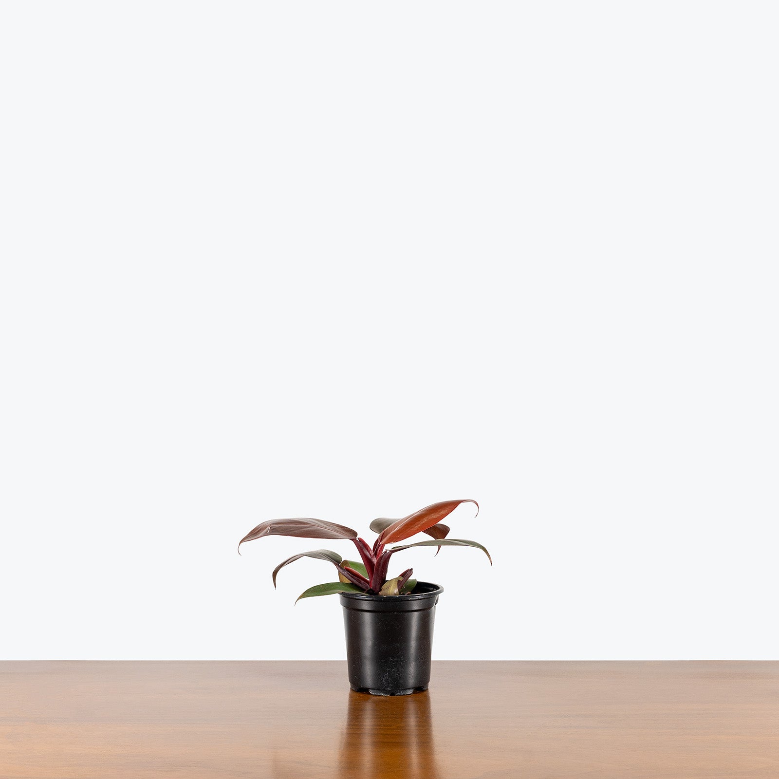 Philodendron Red Cherry | Care Guide and Pro Tips - Delivery from Toronto across Canada - JOMO Studio