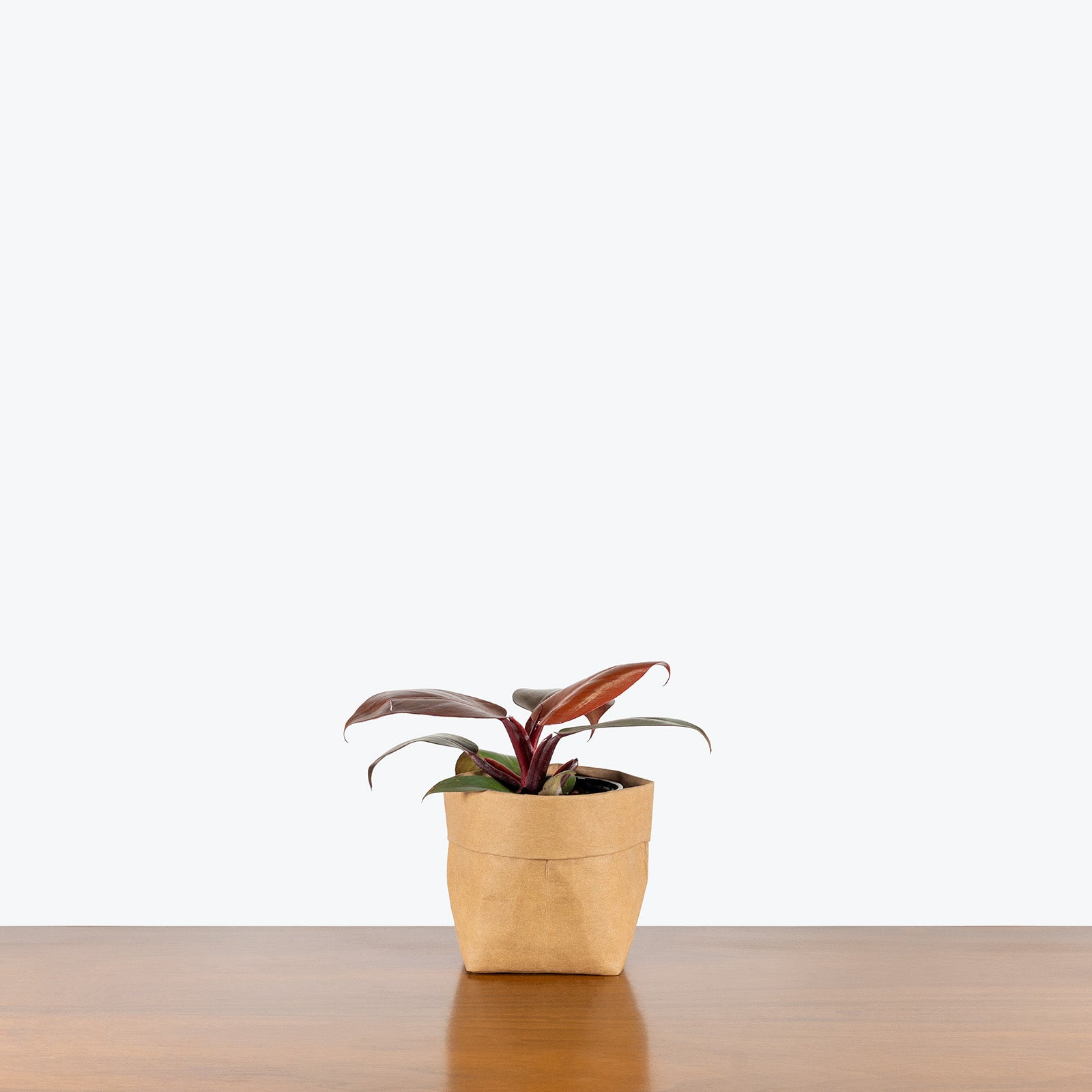 Philodendron Red Cherry | Care Guide and Pro Tips - Delivery from Toronto across Canada - JOMO Studio