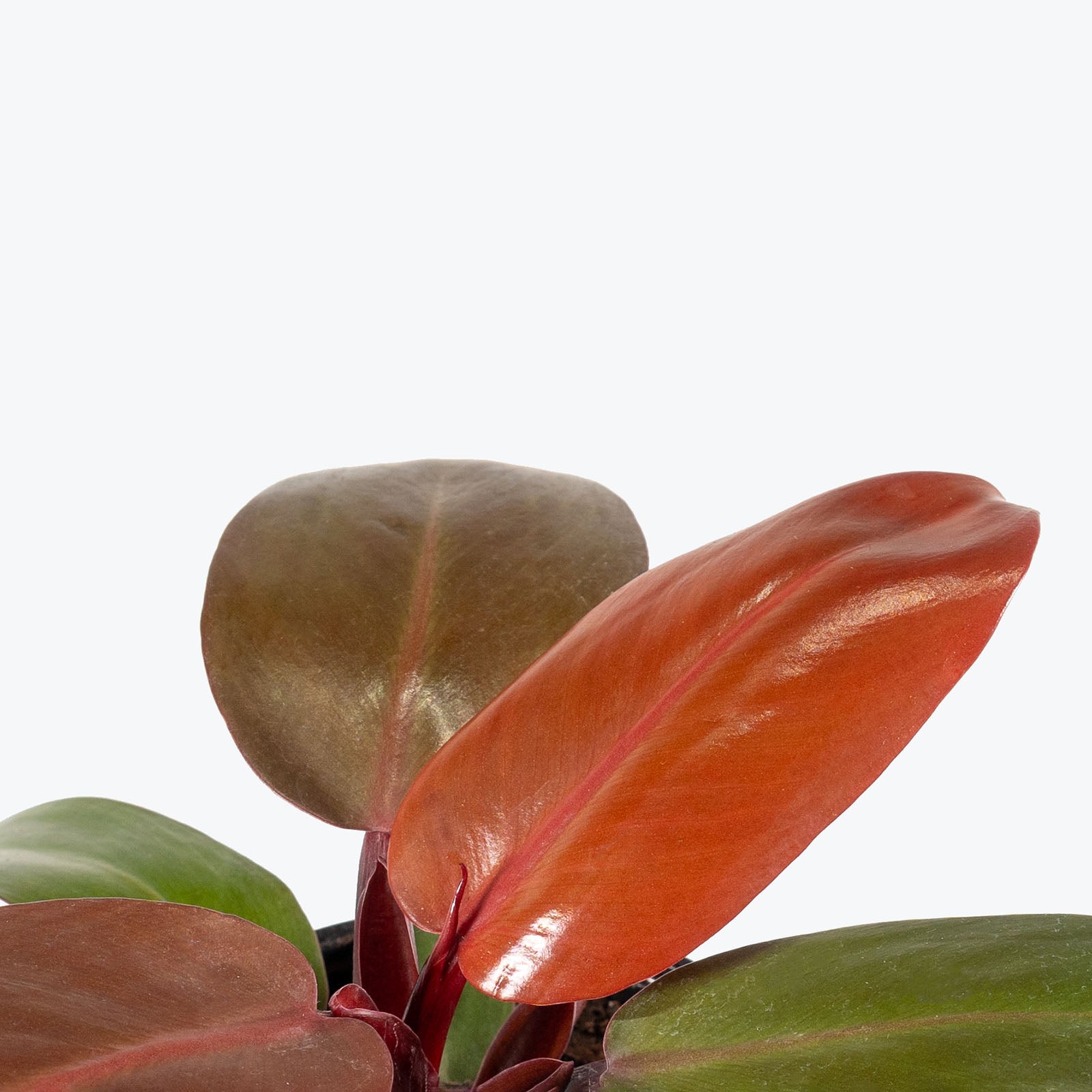 Philodendron Red Cherry | Care Guide and Pro Tips - Delivery from Toronto across Canada - JOMO Studio