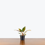 Philodendron Red Congo Variegated — 4" Pot