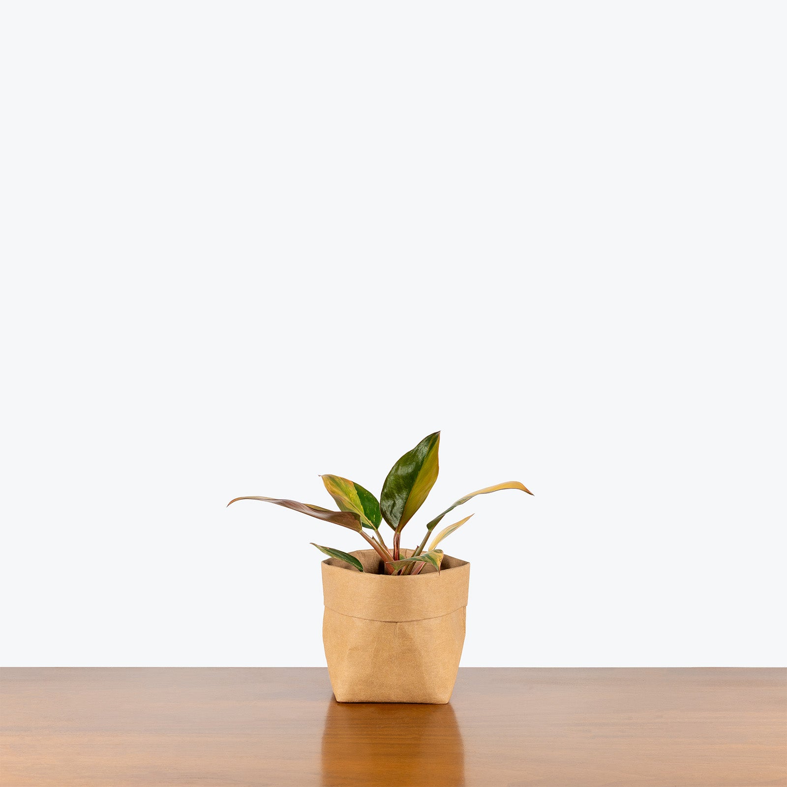 Philodendron Red Congo Variegated | Care Guide and Pro Tips - Delivery from Toronto across Canada - JOMO Studio