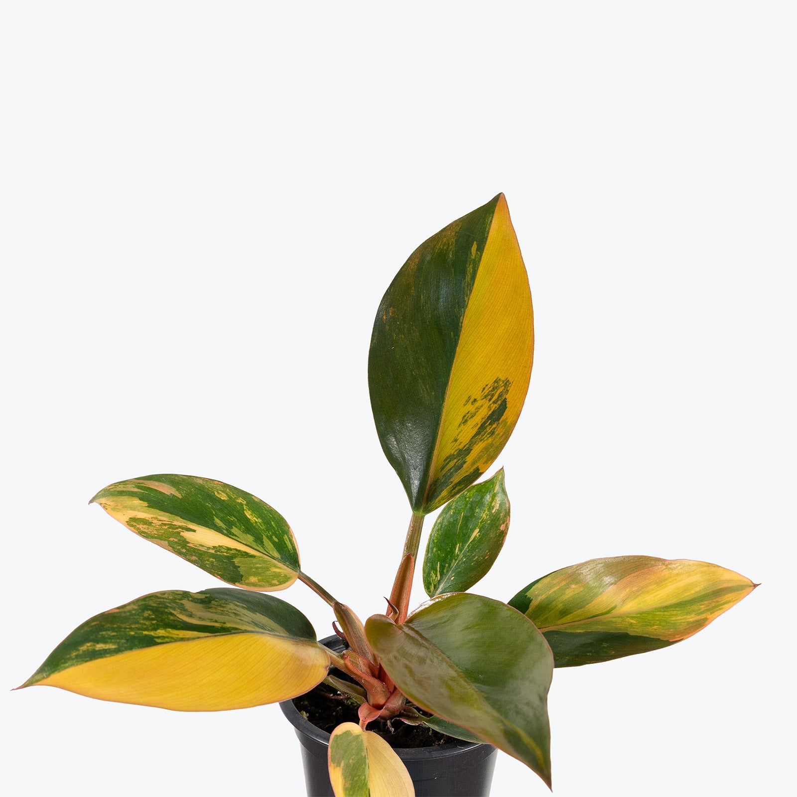 Philodendron Red Congo Variegated | Care Guide and Pro Tips - Delivery from Toronto across Canada - JOMO Studio