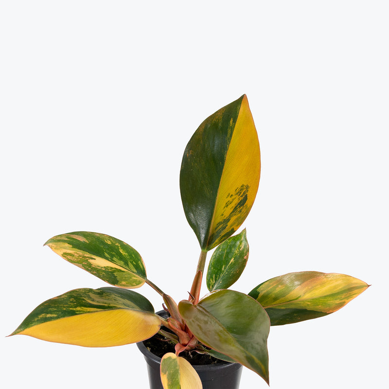 Philodendron Red Congo Variegated | Care Guide and Pro Tips - Delivery from Toronto across Canada - JOMO Studio