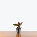 Philodendron Red Heart — 4" Pot