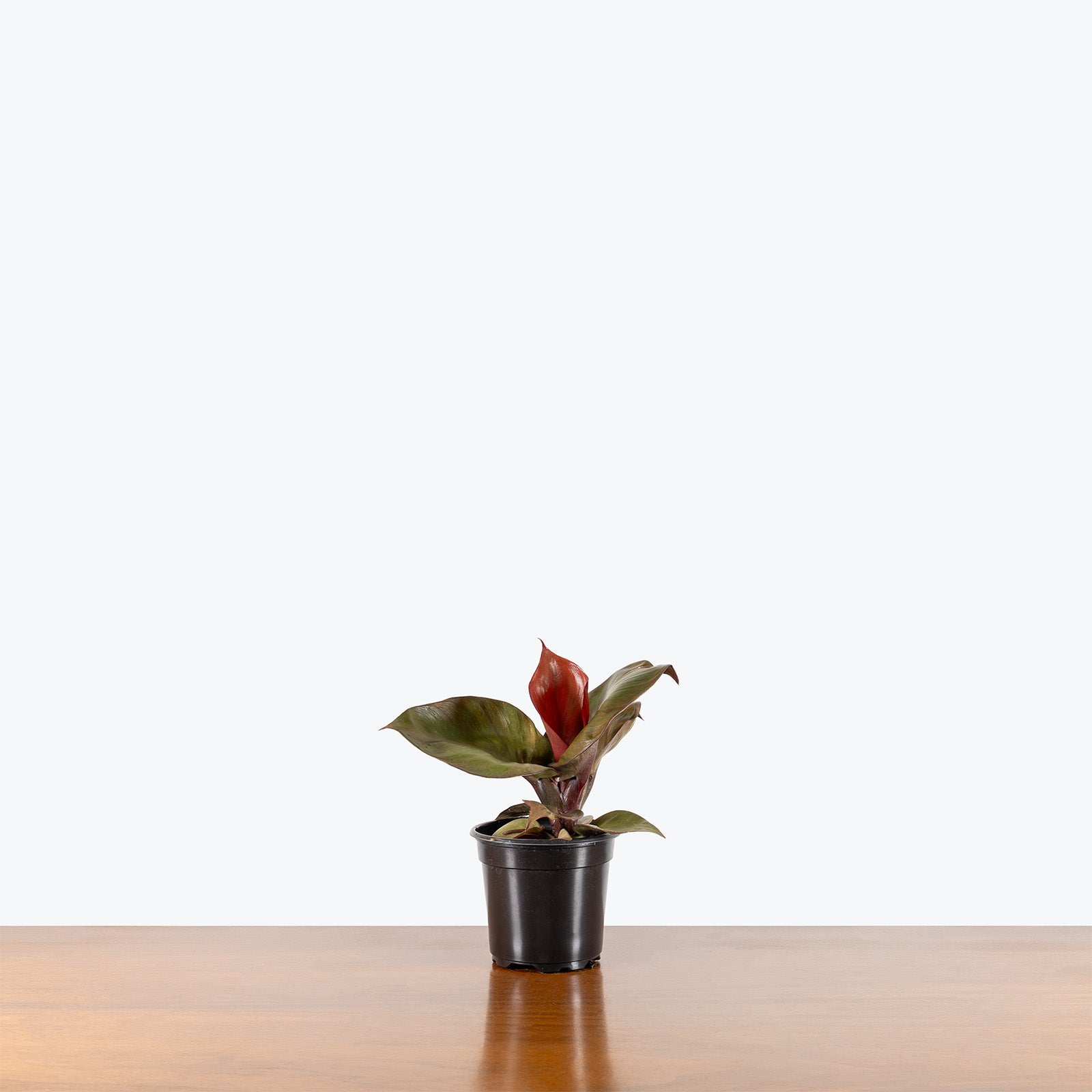 Philodendron Red Anderson | Care Guide and Pro Tips - Delivery from Toronto across Canada - JOMO Studio