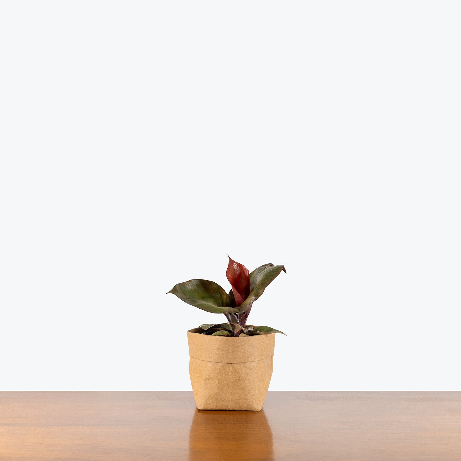 Philodendron Red Anderson | Care Guide and Pro Tips - Delivery from Toronto across Canada - JOMO Studio