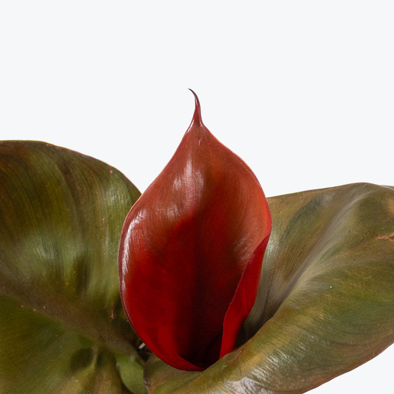 Philodendron Red Anderson | Care Guide and Pro Tips - Delivery from Toronto across Canada - JOMO Studio