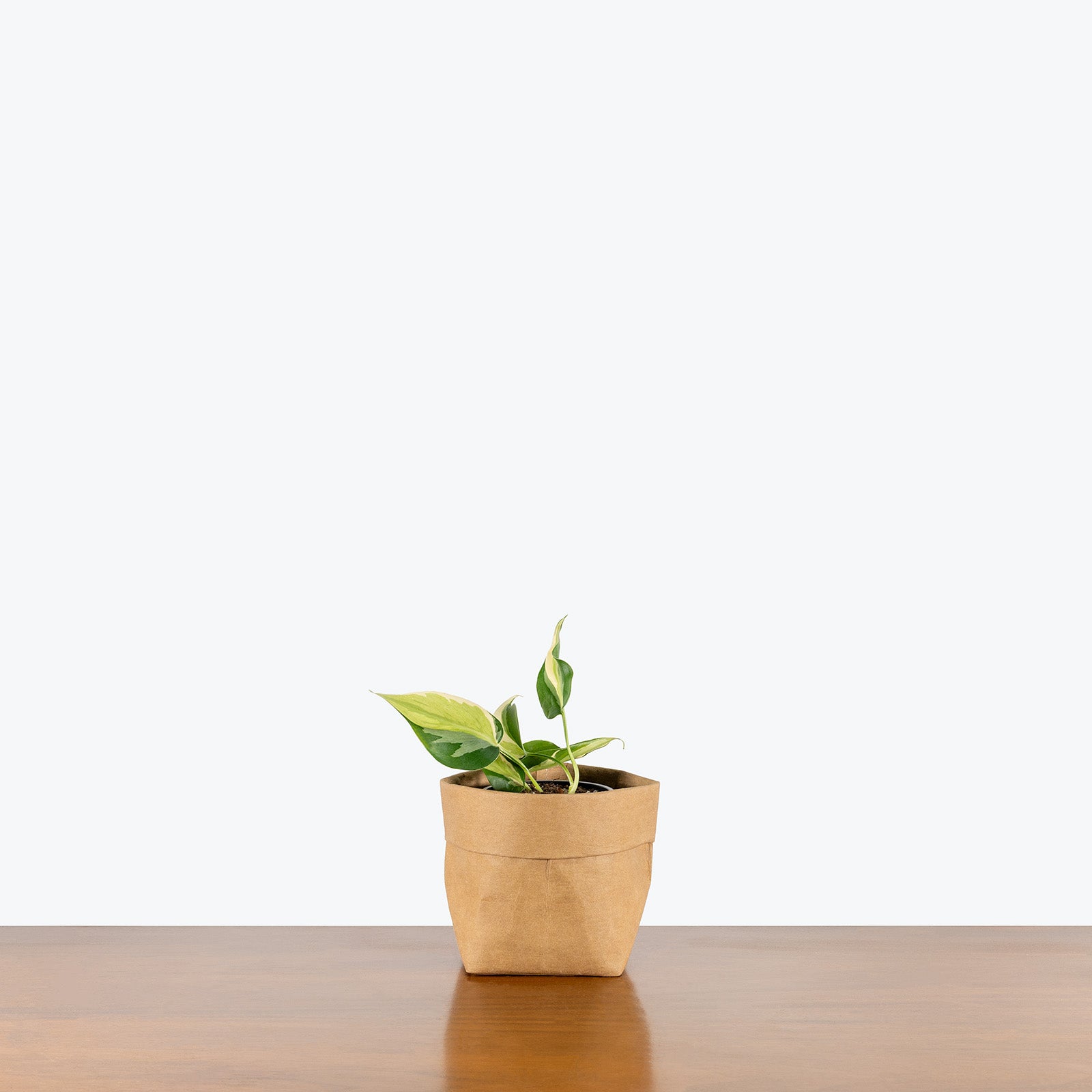 Philodendron Rio | Care Guide and Pro Tips - Delivery from Toronto across Canada - JOMO Studio