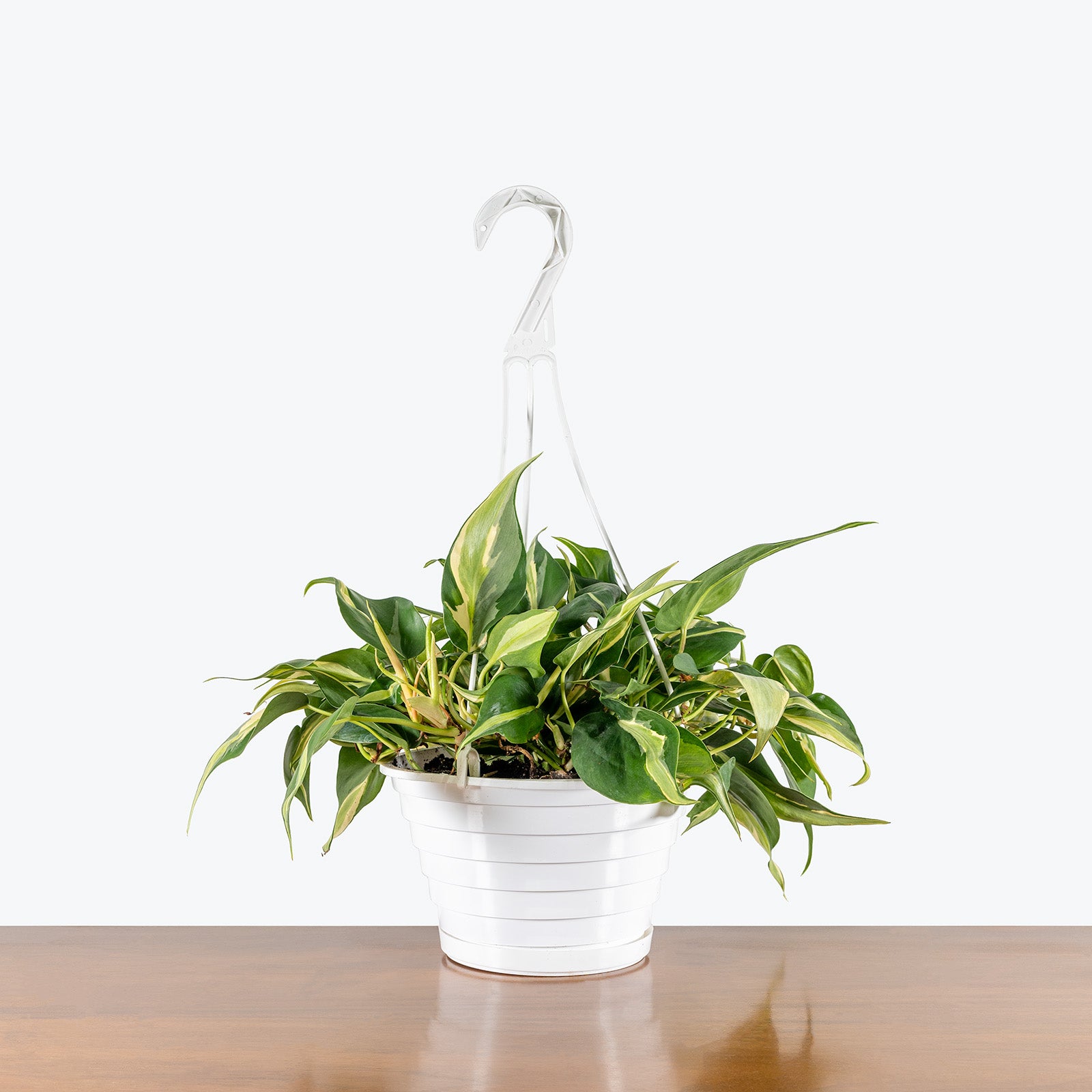 Large Rio offers Philodendron 1