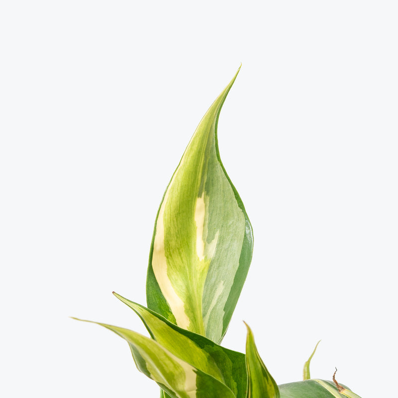 Philodendron Rio | Care Guide and Pro Tips - Delivery from Toronto across Canada - JOMO Studio