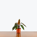 Philodendron Royal Queen — 4" Pot