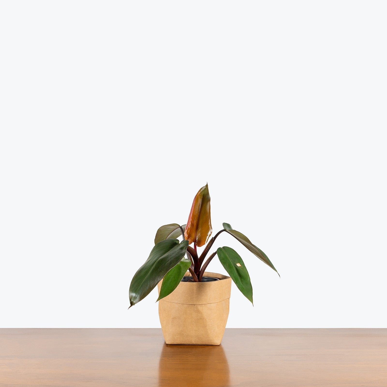 Philodendron Royal Queen | Care Guide and Pro Tips - Delivery from Toronto across Canada - JOMO Studio