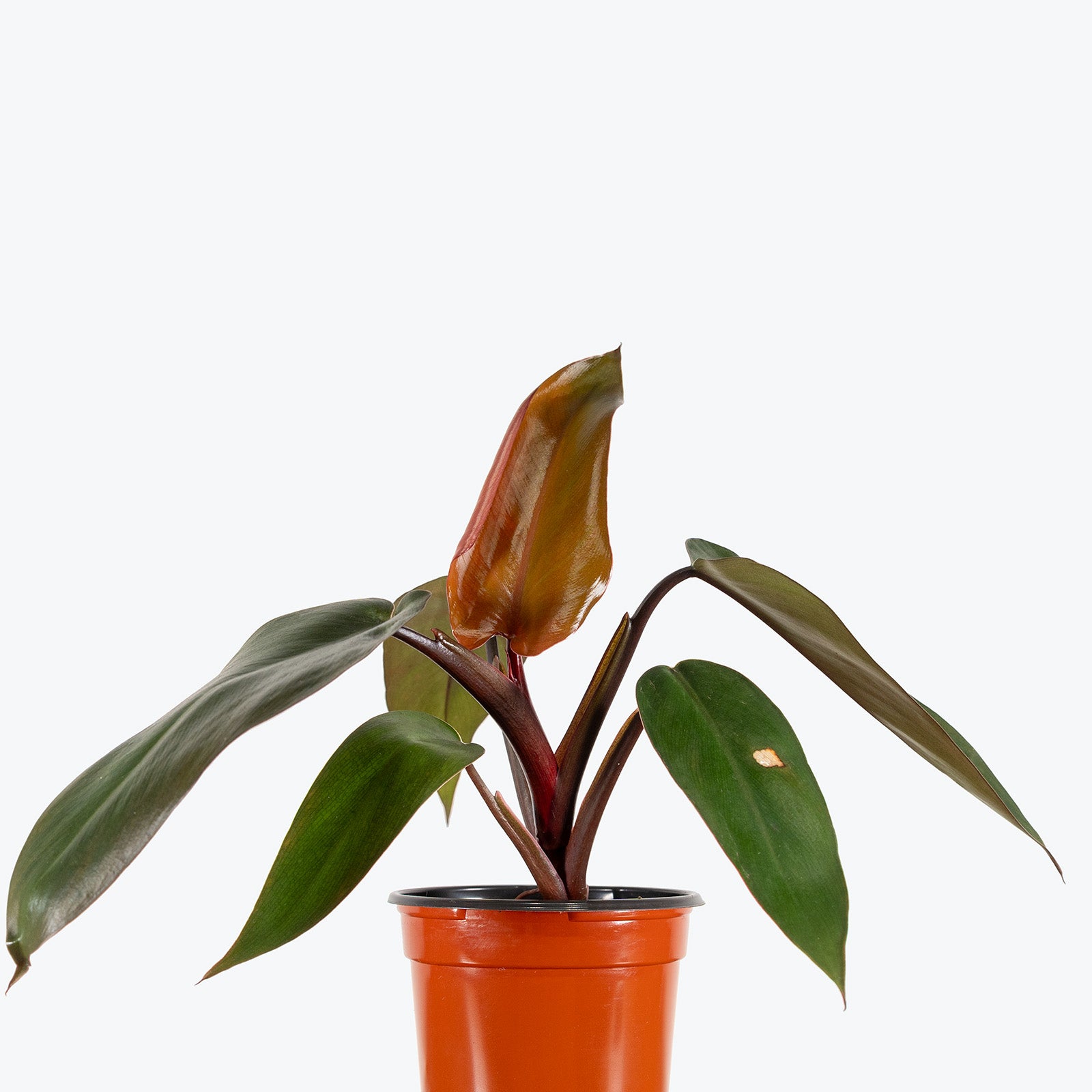 Philodendron Royal Queen | Care Guide and Pro Tips - Delivery from Toronto across Canada - JOMO Studio