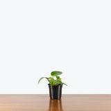 Philodendron Rugosum — 4" Pot