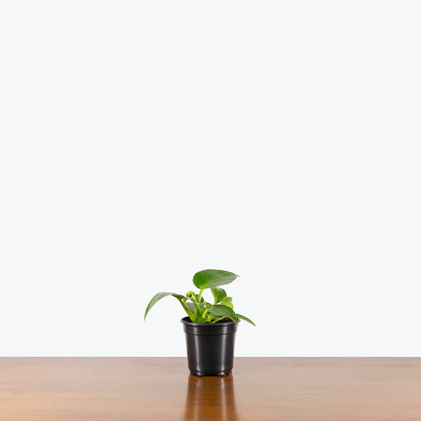 philodendron rugosum care Philodendron Rugosum | Care Guide and Pro Tips - Delivery from Toronto across Canada