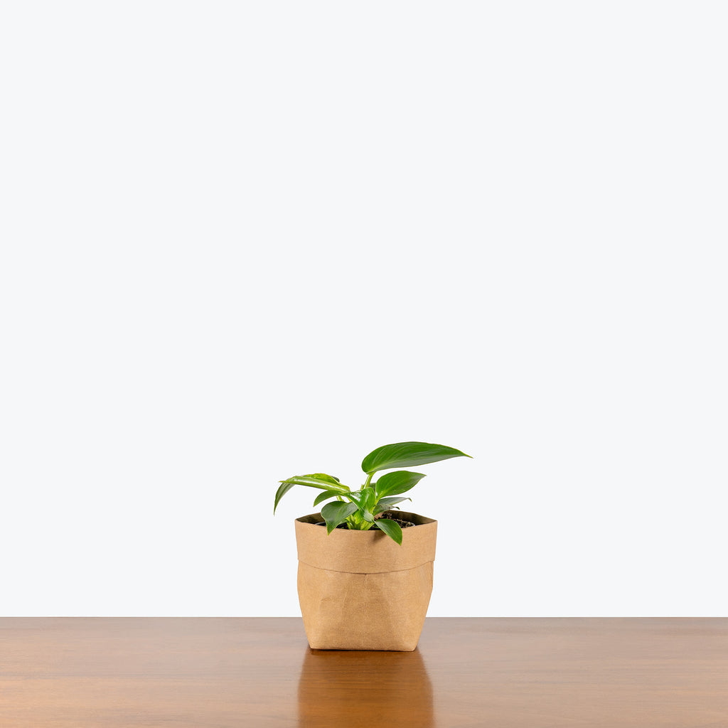 Philodendron Rugosum | Care Guide and Pro Tips - Delivery from Toronto  across Canada