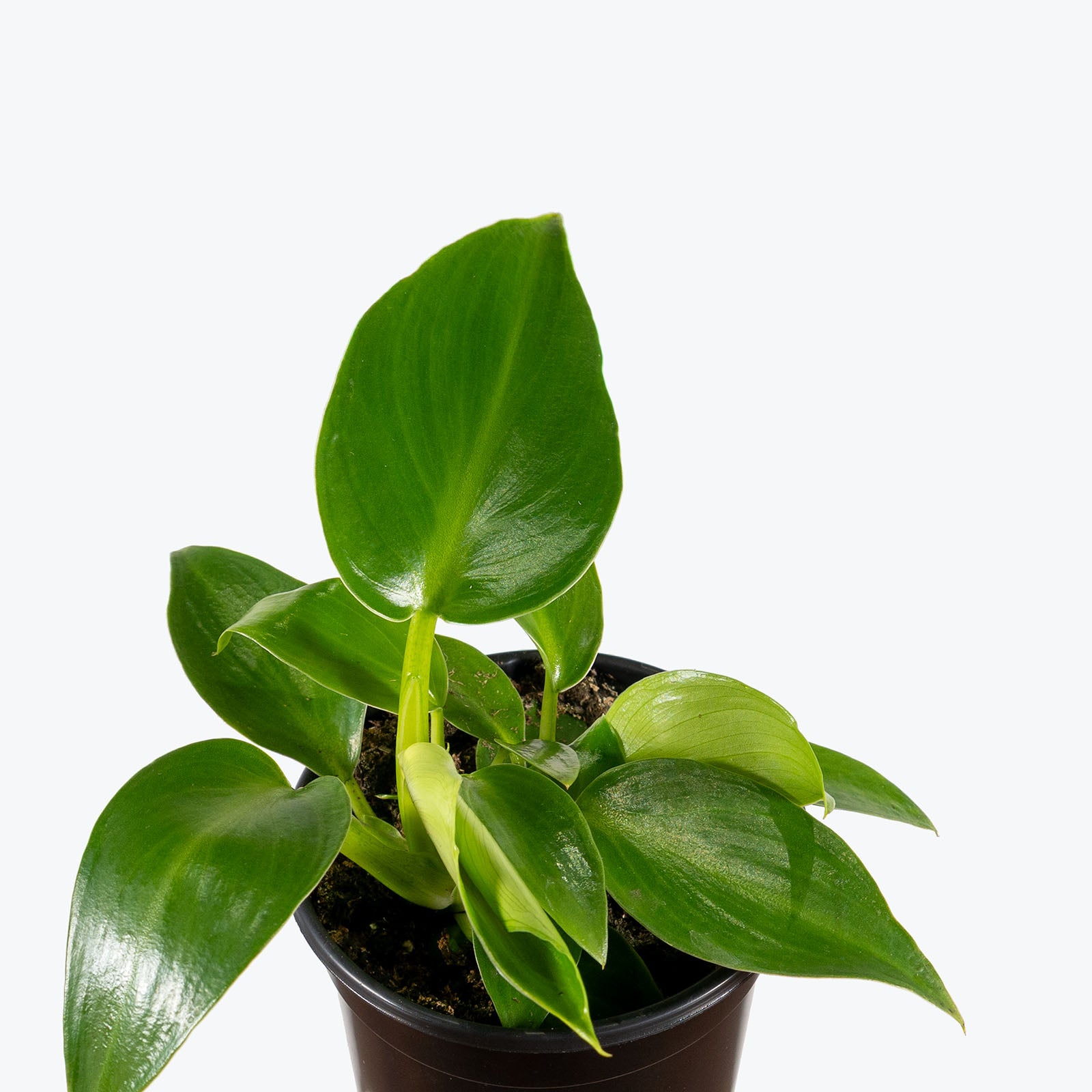 Philodendron Rugosum | Care Guide and Pro Tips - Delivery from Toronto across Canada - JOMO Studio