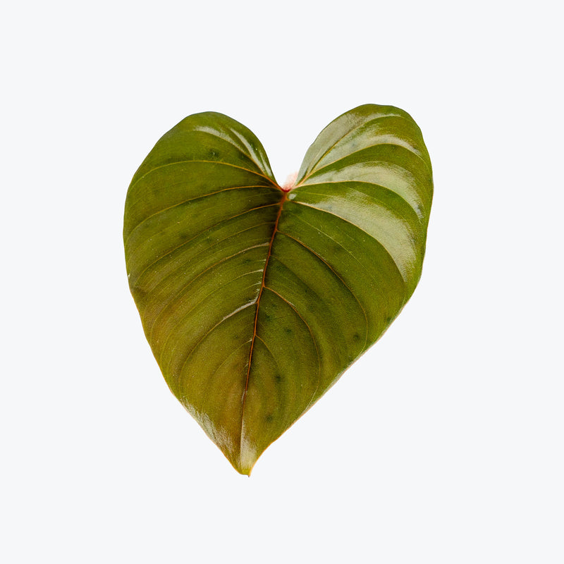 Philodendron Serpens | Indoor Tropical Plants & Houseplants for Delivery | Care Guide and Pro Tips