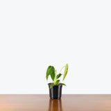 Philodendron Sharoniae — 4" Pot