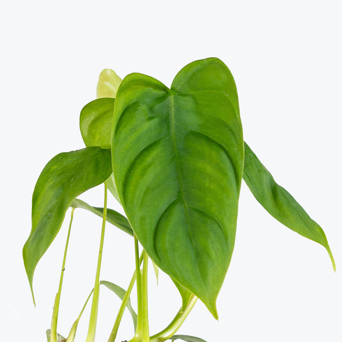 Philodendron Sharoniae | Care Guide and Pro Tips - Delivery from Toronto across Canada - JOMO Studio
