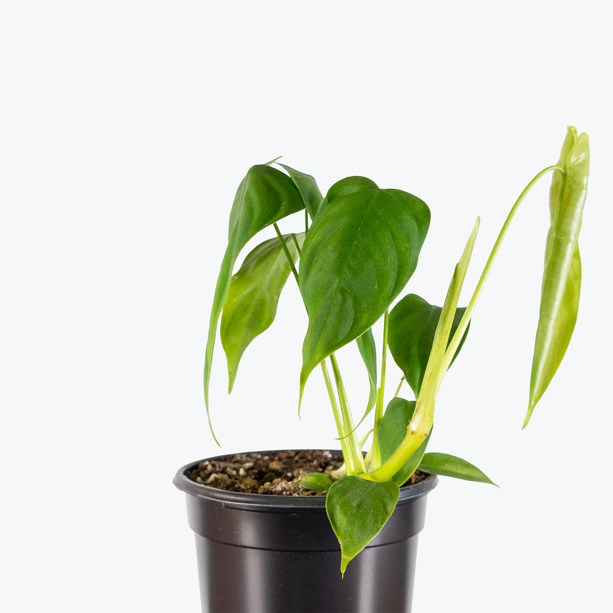 Philodendron Sharoniae | Care Guide and Pro Tips - Delivery from Toronto across Canada - JOMO Studio