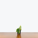 Philodendron Silver Stripe — 4" Pot (not trailing)