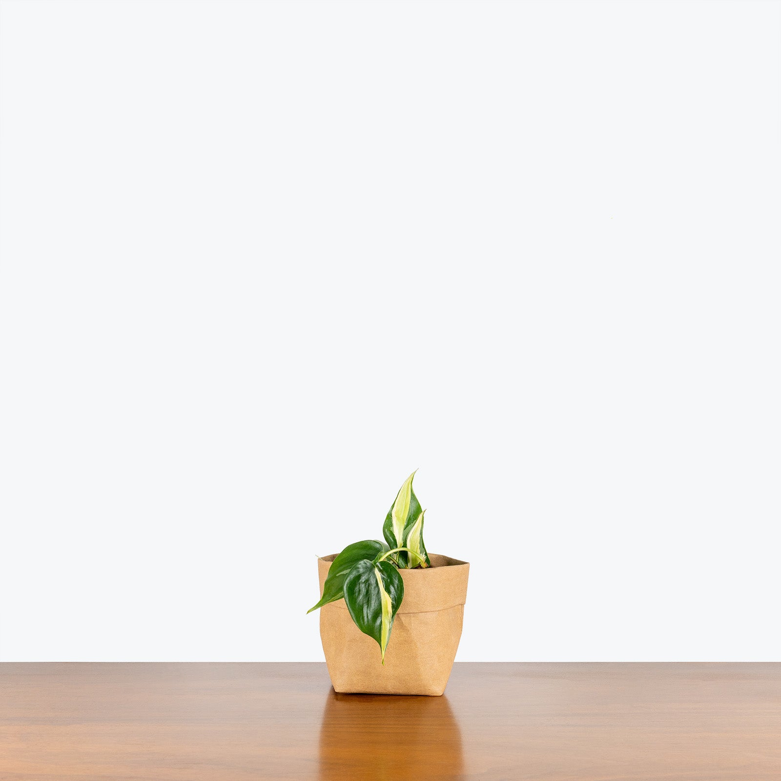 Philodendron Silver Stripe - House Plants Delivery Toronto - JOMO Studio
