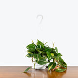 Philodendron Silver Stripe — 8" Hanging Basket (trailing)