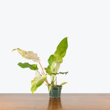 Philodendron Snowdrift Variegated — 4" Pot (smaller than picture)