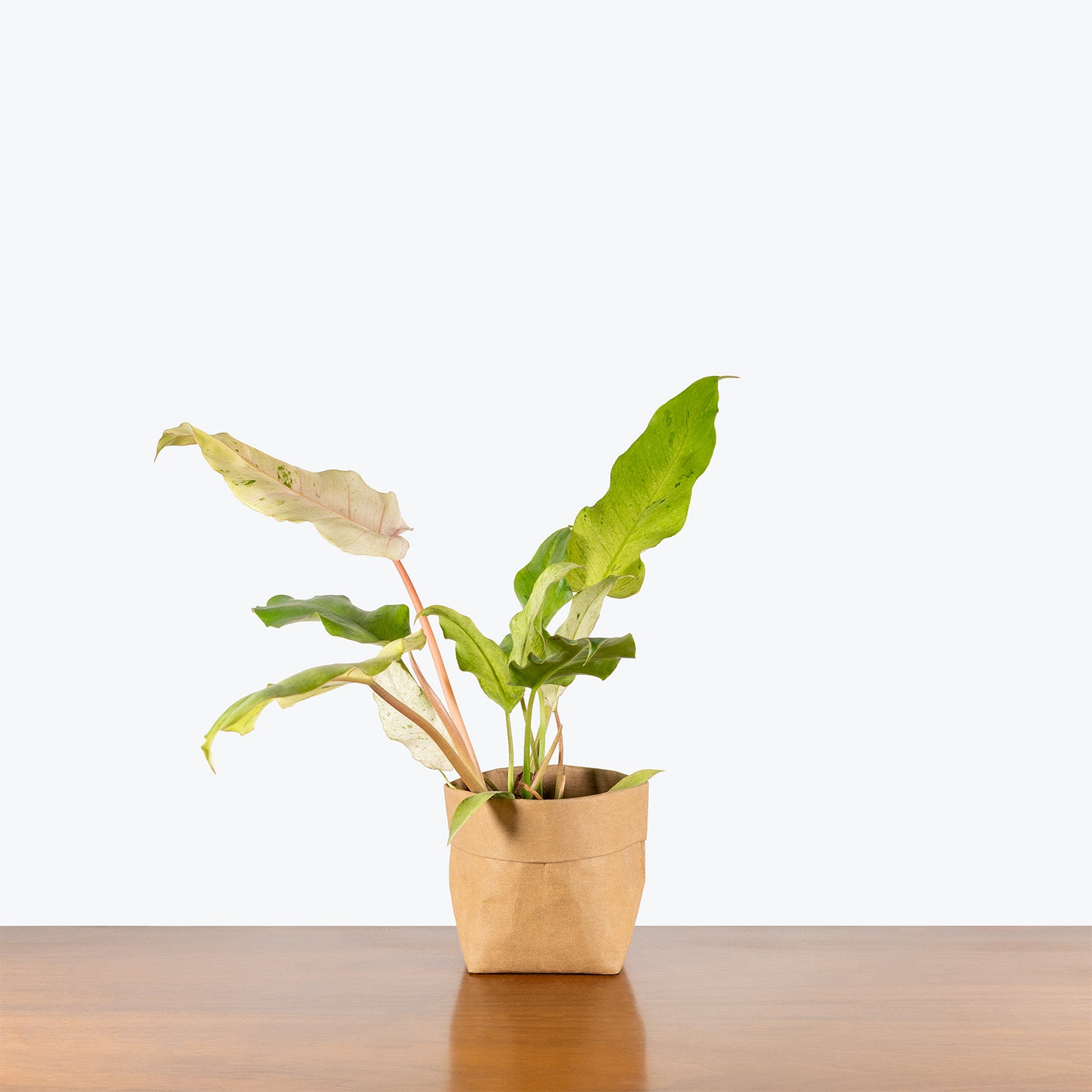Philodendron Snowdrift Variegated | Care Guide and Pro Tips - Delivery from Toronto across Canada - JOMO Studio