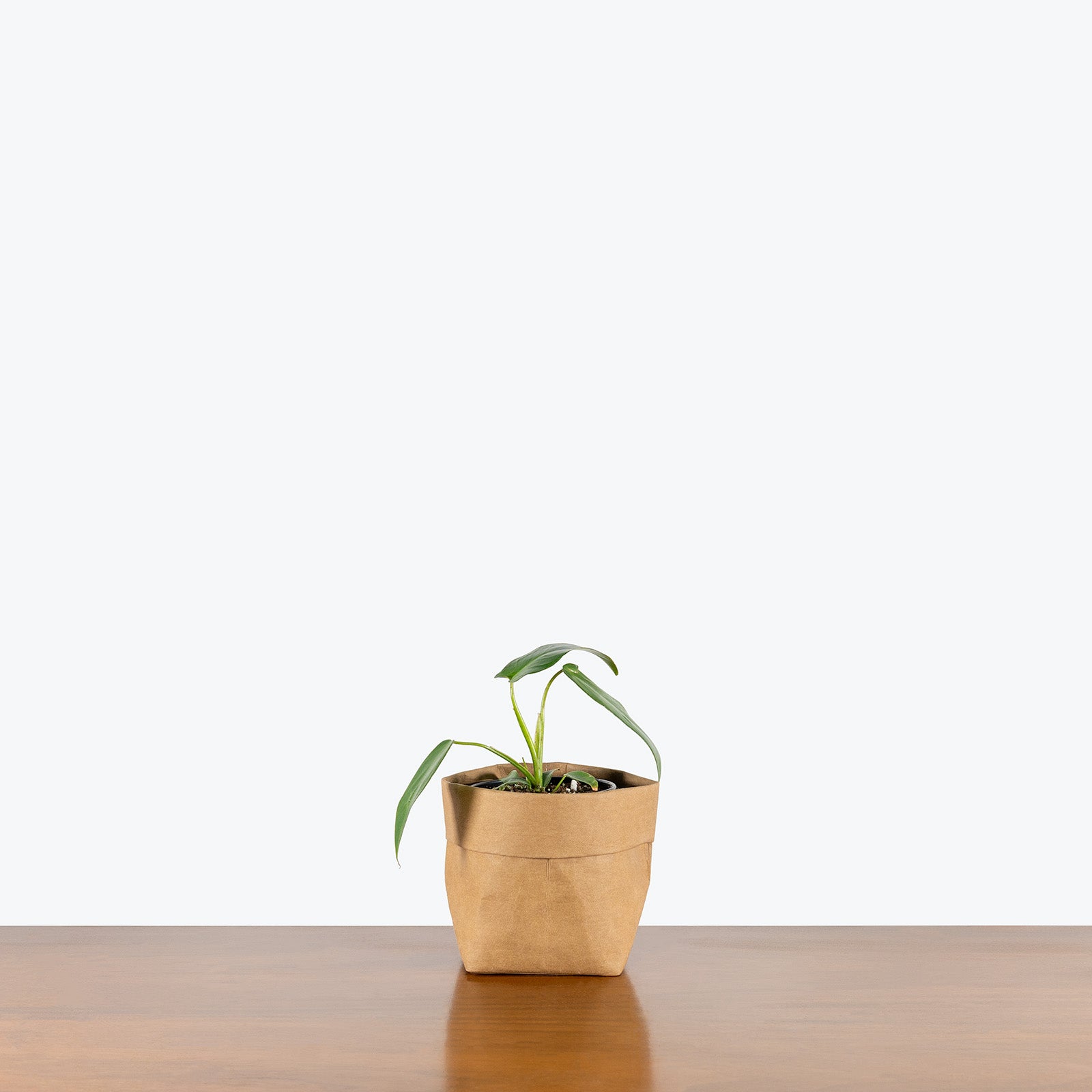 Philodendron Spiritus-Sancti | Care Guide and Pro Tips - Delivery from Toronto across Canada - JOMO Studio