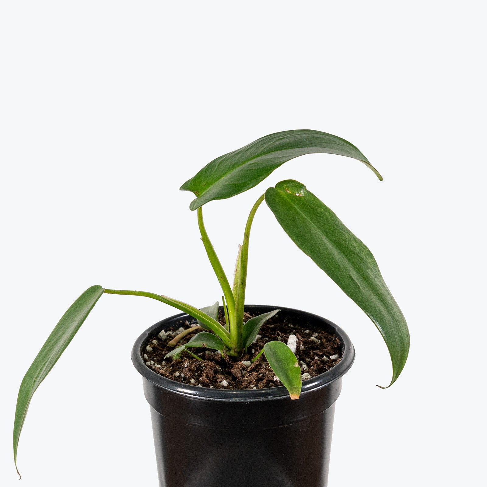 Philodendron Spiritus-Sancti | Care Guide and Pro Tips - Delivery from Toronto across Canada - JOMO Studio